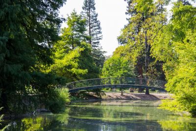 The Public Garden 